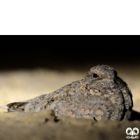 گونه شبگرد بلوچی Sykes Nightjar